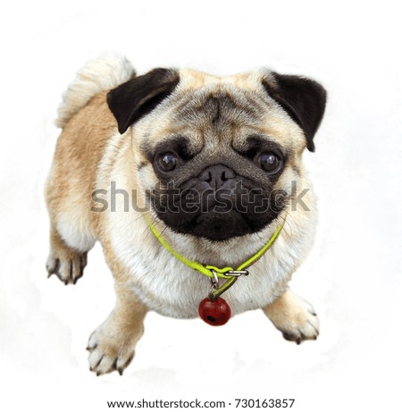 picture of a pug dog dog on white background
