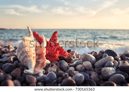 Starfish and seashell on pebbles of the sea shore. Seascape. The concept of freedom and travel.