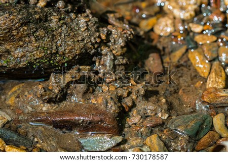 A young Northern Dusky Salamander hiding in a creek in the Smoky Mountains.