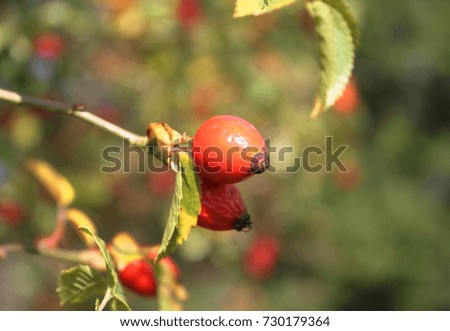 Closeup picture of autumnal rose hip