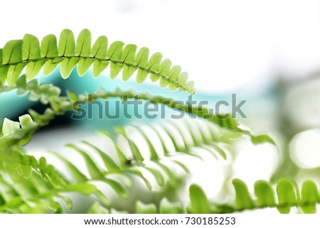 close up of fern in white background, ( soft image and pastel color) ideal use as background.shallow dept of field