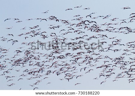 Flock of pink flamingos from "Delta del Po" lagoon, Italy. Nature panorama