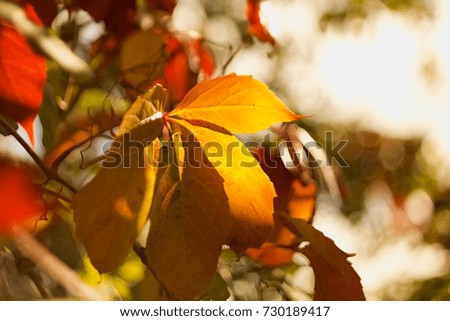 Autumn colored leaves for a romantic autumn background and theme.