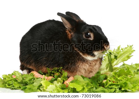 Bunny sitting in green salad leaves on a white background