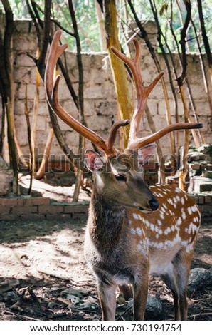 young deer i in the open zoo.
