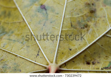 Autumn leaf structures. A close-up of the autumn leaf. The veins.