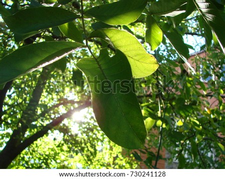 macro photo of fresh green young fruits of walnut on a tree branch with leaves on blue sky background as the source for design, printing, advertising, photo shop, decorating
