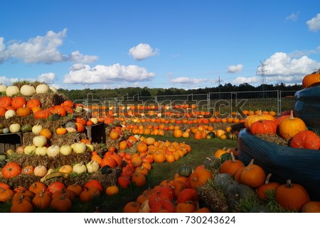 Pumpkins at the Farmers Market