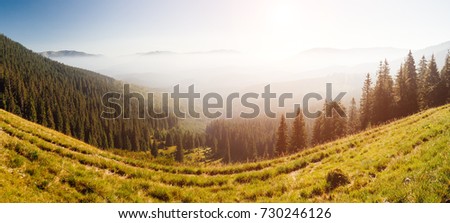 Scenic image of misty valley in the sunlight. Locations Carpathian national park Ukraine, Europe. Perfect wallpapers. Explore the environment. Discover the beauty of earth. Great picture of wild area