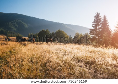 Scenic image of countryside in the sunlight. Locations Carpathian national park Ukraine, Europe. Perfect wallpapers. Explore the environment. Discover the beauty of earth. Great picture of wild area.