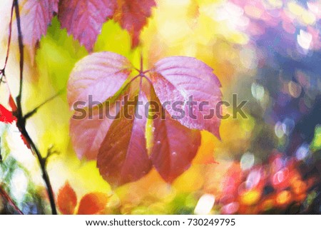 Autumn in Europe covers the slopes with a picturesque decorative carpet of grapes and other leaves against the wild wild forest. The picture of the object gives a rare beauty of the side