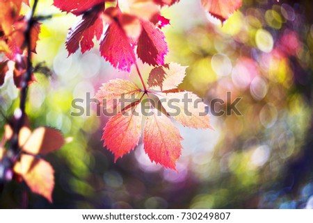 Autumn in Europe covers the slopes with a picturesque decorative carpet of grapes and other leaves against the wild wild forest. The picture of the object gives a rare beauty of the side