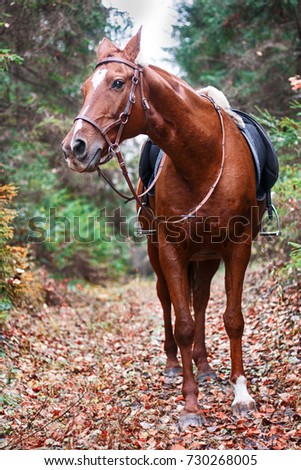 horse is looking through the autumn leaves , portrait