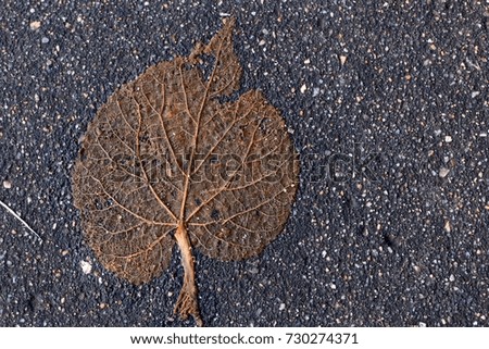 a textured tree leaf on the wet asphalt; macro; top view