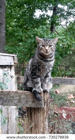 Gray cat sitting on a post