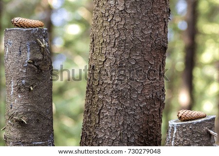 Two pine tree cones on stumps in forest