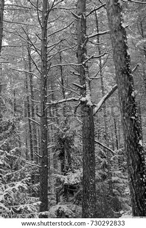 winter forest and trees in the snow, black and white photo