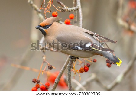 The Bohemian waxwing (Bombycilla garrulus) is a starling-sized passerine bird that The Bohemian Waxwing is an irregular winter visitor from the far North. Royalty-Free Stock Photo #730309705