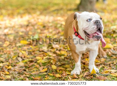 Portrait of beautiful English bulldog outdoor with Autumn background,selective focus 