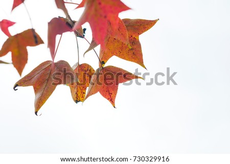 yellow and orange leaves of decorative plant in autumn on white background.