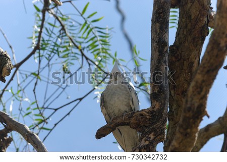 a closeup of a tiny cockateil bird is resting on a tree branch