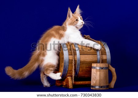 A nice maine coon kitten sitting on the vine barrel in the blue background. Isolated.