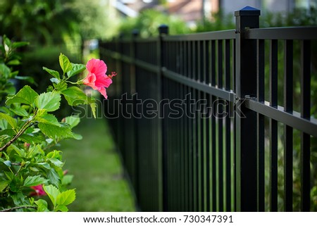 Aluminum fence and  hibiscus flower Royalty-Free Stock Photo #730347391