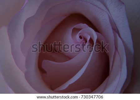 Gentle light pink rose isolated.