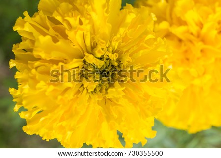 Close up of marigold flowers