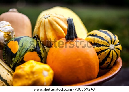 Fresh multicolored decorative pumpkins in a wooden bowl. Autumn colors, thanksgiving decorations.