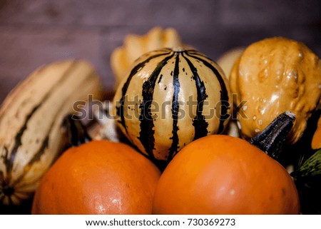 Fresh multicolored decorative pumpkins. Autumn colors, thanksgiving decorations.