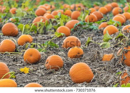 Bright orange pumpkins ready for harvest in farm field. Thanksgiving, autumn and Halloween image