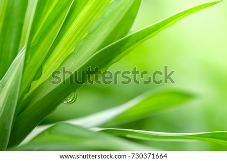 Nature of green leaf with rain drop in garden at summer. Natural green leaves plants using as spring background cover page environment ecology or greenery wallpaper Royalty-Free Stock Photo #730371664