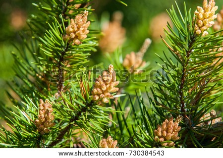 Sprig of pine in the spring. Young green pine branch. Spring forest. Sprig of pine with a new momentum and male inflorescence. pine sprigs of golden sun