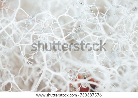 Nature Backgrounds. Natural Mountain White Moss Extreme Closeup Background. Grows in the Mountains-Hills at an Altitude of 650 Meters, near the Town of Kandalaksha in the Kola Peninsula in Russia