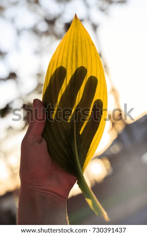 gesture. hand depicting a dog on fallen leaf of a tree in the sunset light. a game of shadows. autumn leaf with a female hand. autumn