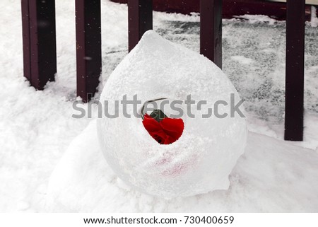 red rose in ice
