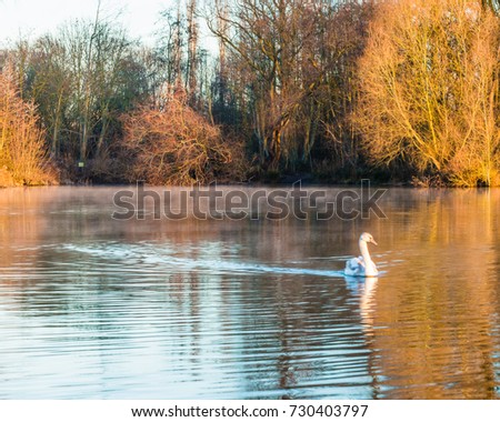 Swan on a Lake with Autumn Colours