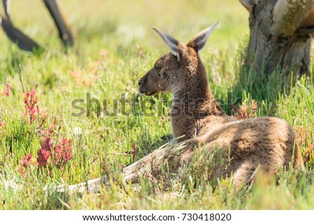 Kangaroo laying down on Heirisson Island in Perth, Western Australia.