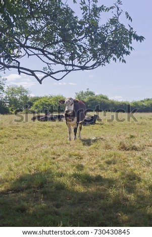 Standing roan brown and white Bullock (Male Beef Cow) observing the scene on a hot summers day in southern England. Typical British cattle in a field with trees and blue sky, full portrait.