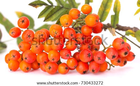 Ashberry (rowanberry) branch isolated on white background