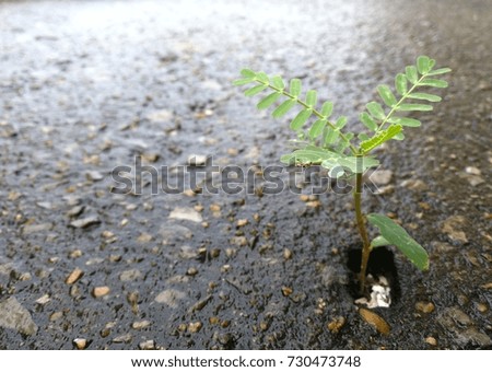 A tiny tree growing up from the small hole on the cement floor
