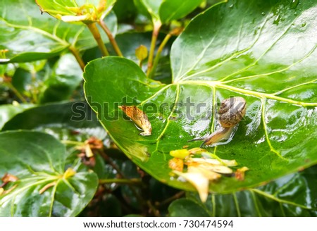 Chiang Mai, Thailand - Snail on a clover, Polyscias leaf. Snails are used as shelters and sometimes eaten as food. This leaf is used as a food bowl to reduce the use of plastic bowls.