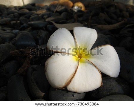old white plumeria flower  laydown on rock background in the morning /plumeria flower in Thailand