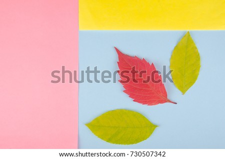 Three autumn leaves on a multicolored paper background, minimal concept (flat lay, top view), copy space for your text