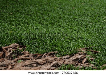 Grass texture with a tree's root in the picture.