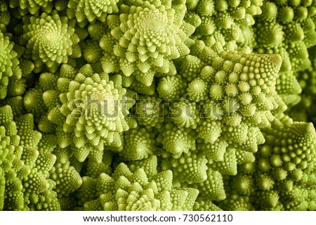 Romanesco broccoli vegetable represents a natural fractal pattern and is rich in vitimans. First documented in Italy originating from the Brassica oleracea family. Close up view of the fractal spirals Royalty-Free Stock Photo #730562110