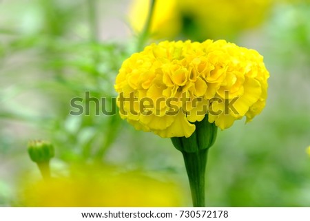Close up of a single marigold flower blossom in he flower garden with day light