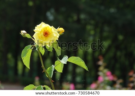 yellow rose and buds  in sunlight, radiant yellow and lucid green leaves, against darkness