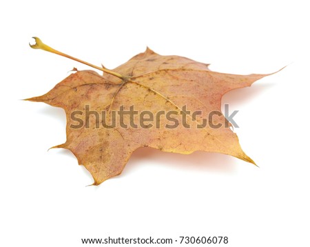 Maple leaf on a white background.